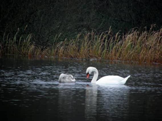 Swan and cygnet at Lough Beg