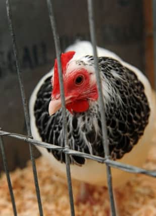 Poultry will not feature at this year's Balmoral Show due to the ongoing threat of bird flu