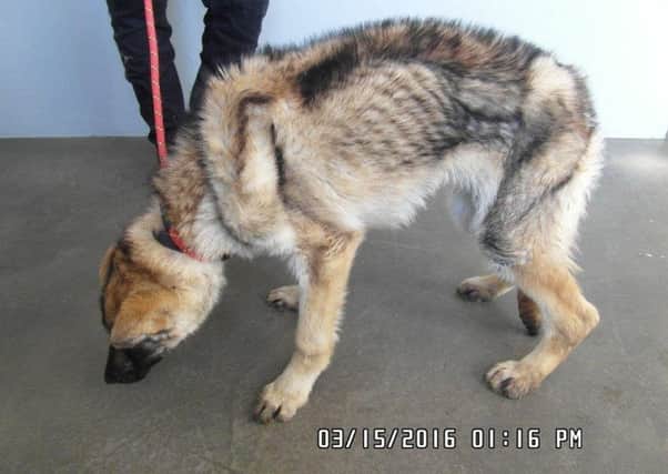 One of the dogs involved in the case. Jennifer Wilson (45) of Churchill Park, Portadown was banned for life from keeping any animals, fined Â£350 and ordered to pay costs of Â£969 to Armagh City, Banbridge and Craigavon Borough Council, following her guilty plea. INPT animal welfare 1