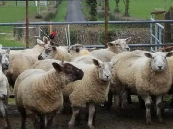 Flock of sheep found in the Cookstown area