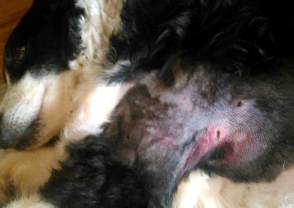 Border collie Tyler (12) suffered puncture wounds to his body when he was attacked by a bull terrier-type dog near Havelock Park.