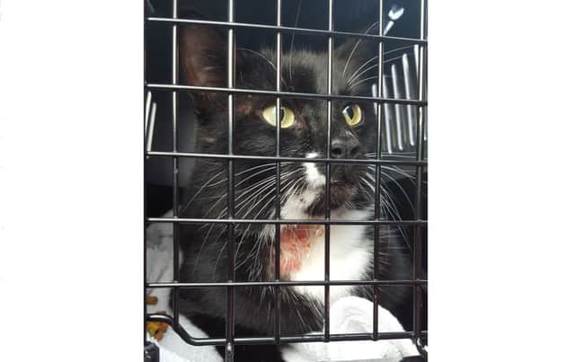 Diesel the cat was left with a number of serious injuries after being scalded with boiling water.