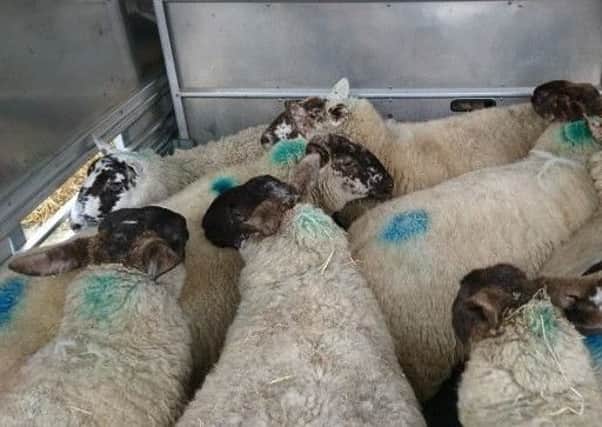 The sheep recovered by police.