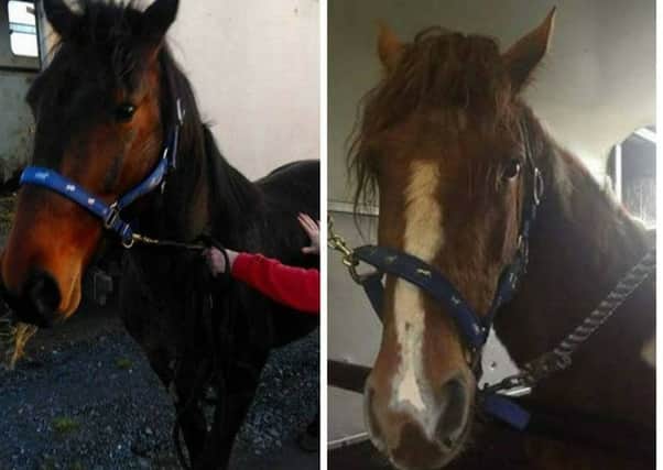 The two horses which have been given a new lease of life thanks to Craigavon PSNI.