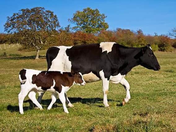 Cow with calf. Stock image