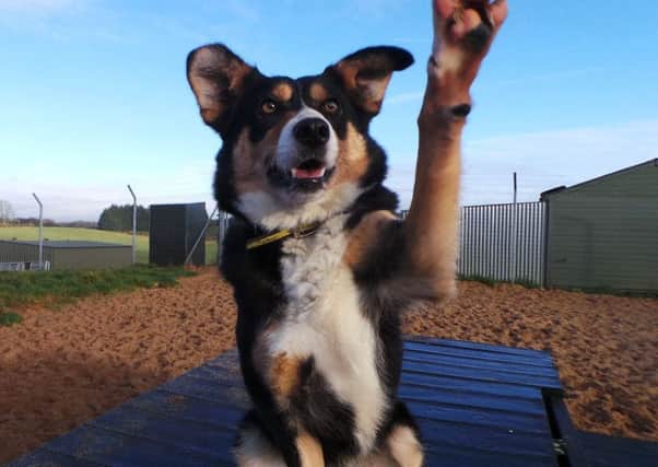 Pretty Polly has her paws crossed that April will be the month she will leave Dogs Trust bound for a forever home.