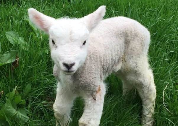 Police are investigating the theft of eight Texel lambs.