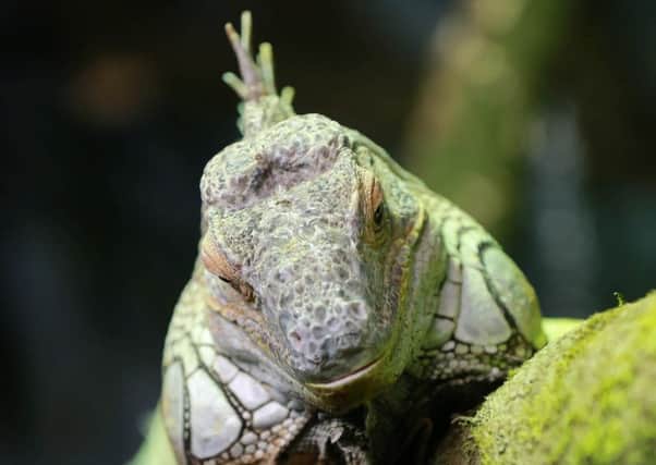 Iggy, the green iguana, is loving his new home in the reptile and amphibian house.