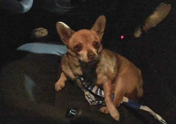 Chihuahua in police custody