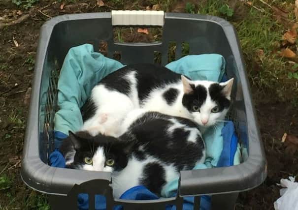 The cats and kittens were found in this laundry basket