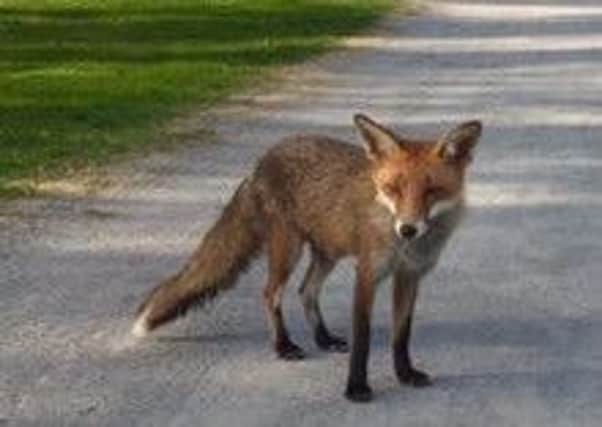 The little fox that's been following golfers around Lisburn Golf Club in the hope of getting some food.