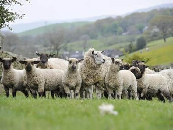 Twenty one sheep stolen in latest incident
