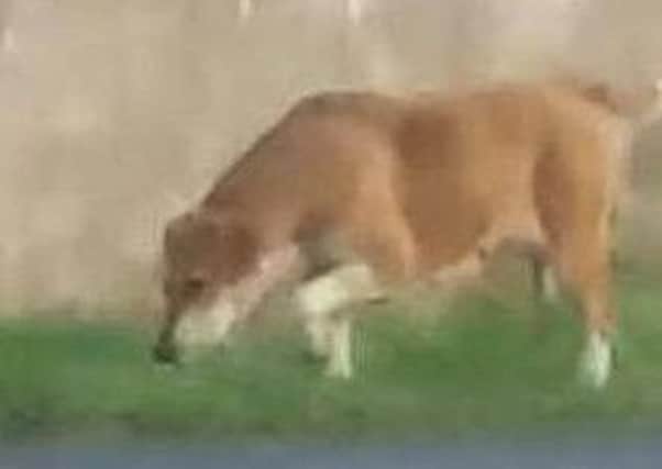 Dog suspected of killing lambs and a calf