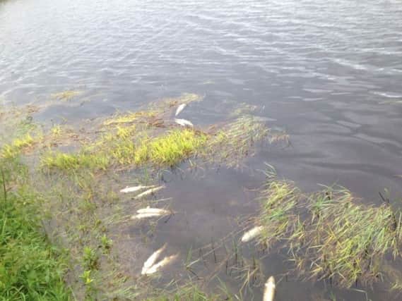 Dead fish at Woodburn Reservoir catchment area last month. INCT 20-796-CON