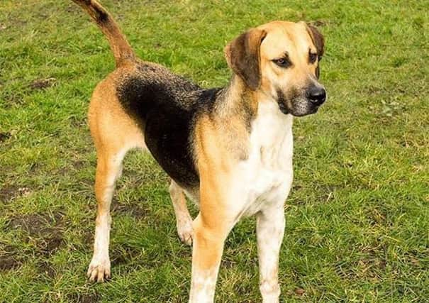 Council said the dog killing sheep is like this foxhound type dog