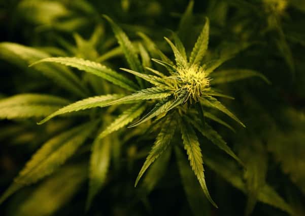 A generic image of a cannabis plant
