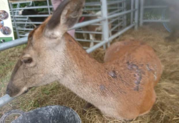 Yanna the deer suffered injuries to her hide. It's not clear how the injuries were caused.