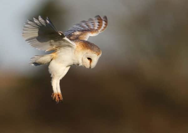 Volunteers are being sought to transform fortunes of barn owls in County Antrim. Could you help? (Submitted Picture).
