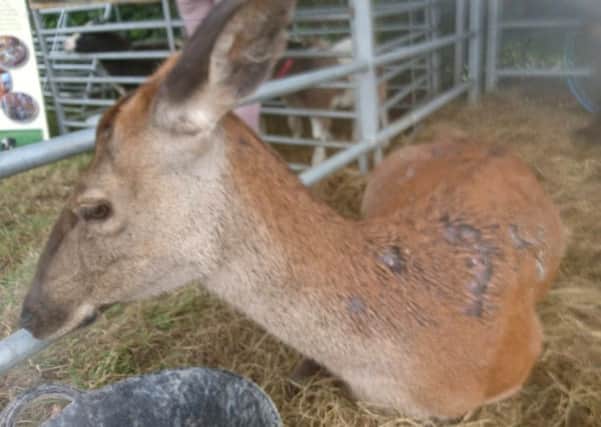 Yanna the deer suffered injuries to her hide. There has been some dispute about how the injuries were caused.