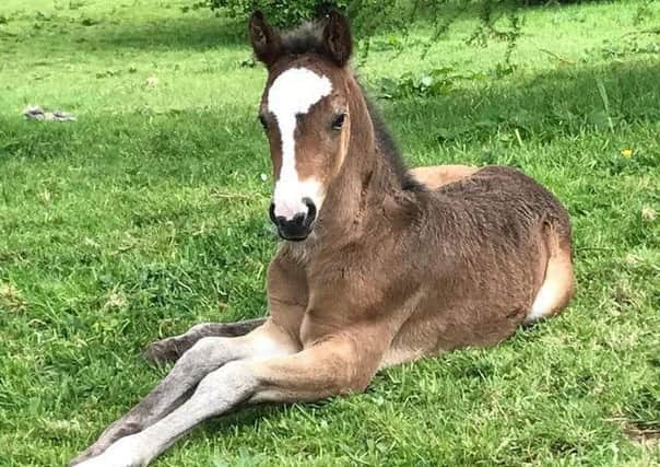 New arrival: The little foal has been named Trouble.