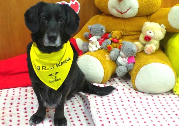 Long-term Dogs Trust resident Molly finds her forever home