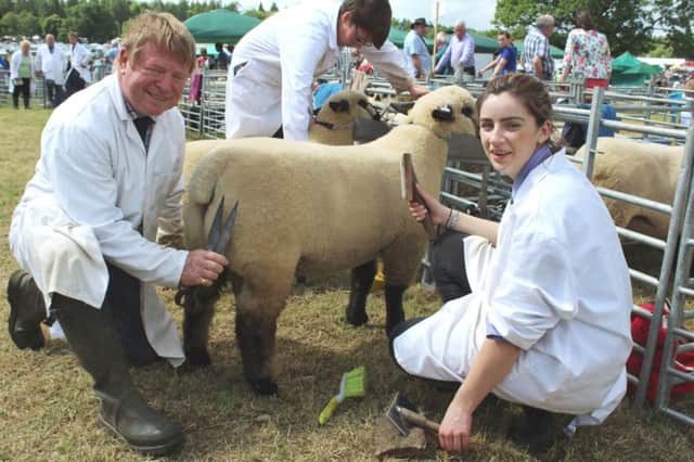 Preparing a Hampshire Down for the ring at Armagh Show 2017: Kevin McCarthy, Comber and  Sarah Robinson, Donaghadee