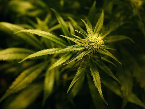 Police in Lurgan say they 'interrupted the cultivation of cannabis and removed a significant quantity of drugs from sale' after a search of a commercial premises.