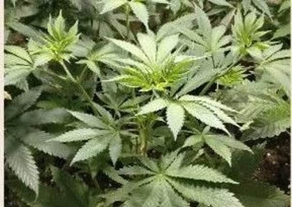 A man was arrested after 30 cannabis plants were discovered.
