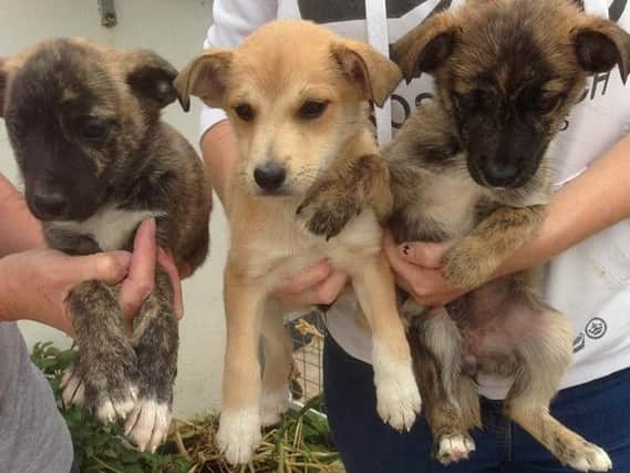 New pups available for homing