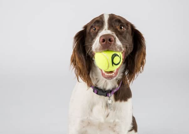 New Balls Please! Pets at Home hold tennis ball amnesty (1)