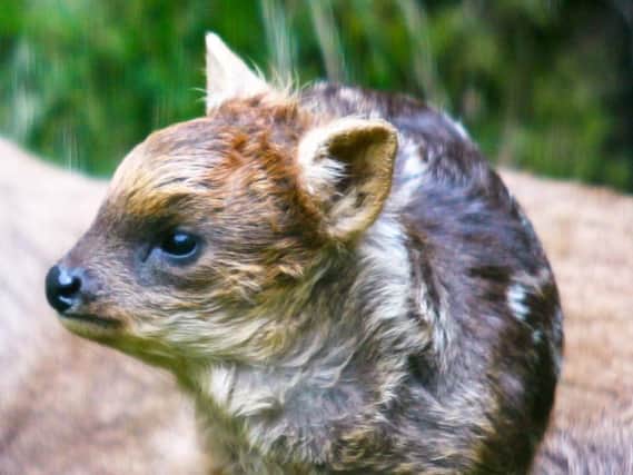 Belfast Zoo keepers have said hello deer to the latest arrival as the worlds smallest deer, the Southern pudu, has given birth!