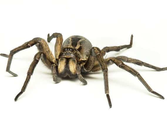 False widow spider. (Stock Image)
