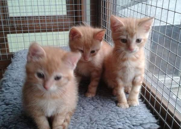 Some of the kittens available for homing.