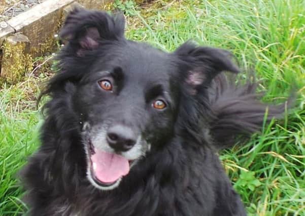 Lolabelle from Dogs Trust Ballymena has been at the Rehoming Centre for more than a year and remains overlooked by potential dog owners.