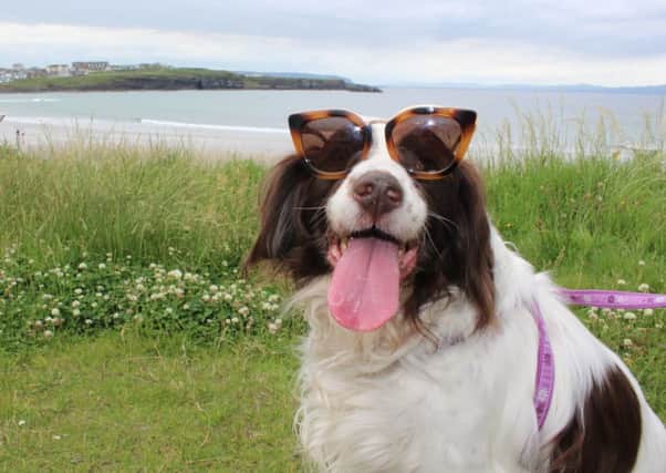Pooches at the Port will feature a sponsored walk along the West Strand