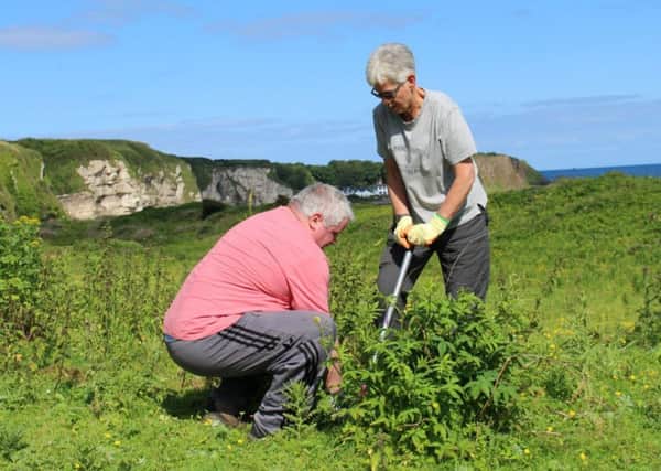 Volunteers help tackle ragwort near the beach at White Park Bay