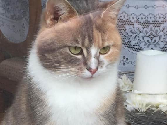 Willow - missing in Cookstown since July 12