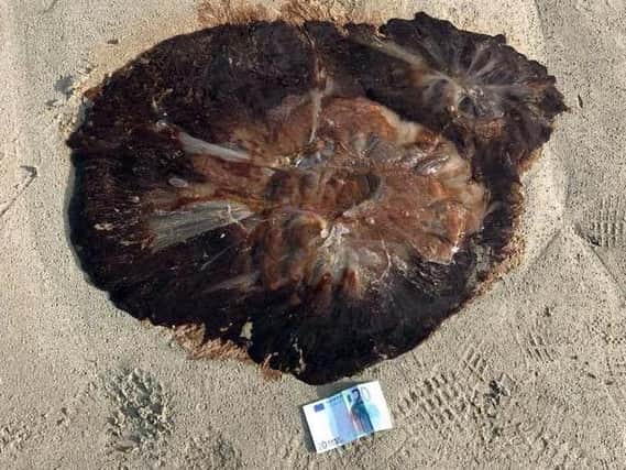 The dead Lion's Mane jellyfish. (Photo: Mulroy Bay Coastguard/Facebook)