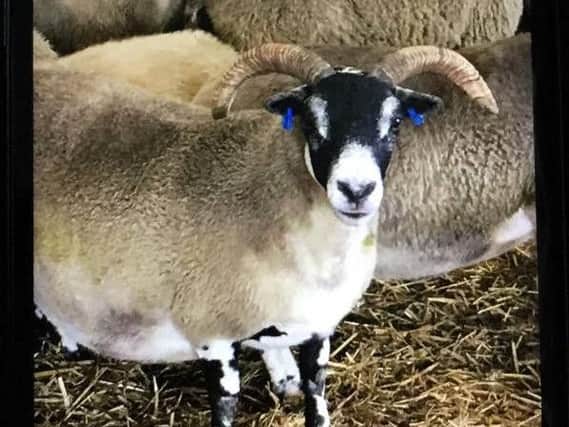 Prize winning sheep are stolen