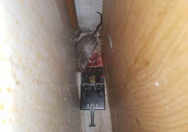 One of the rats caught in a trap in the kitchen.