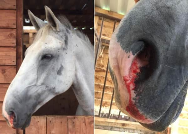 Rosshaven Last Flight, also known as Playboy, was left shaken and suffering a serious nosebleed after being terrified by a driver speeding past blaring his horn.