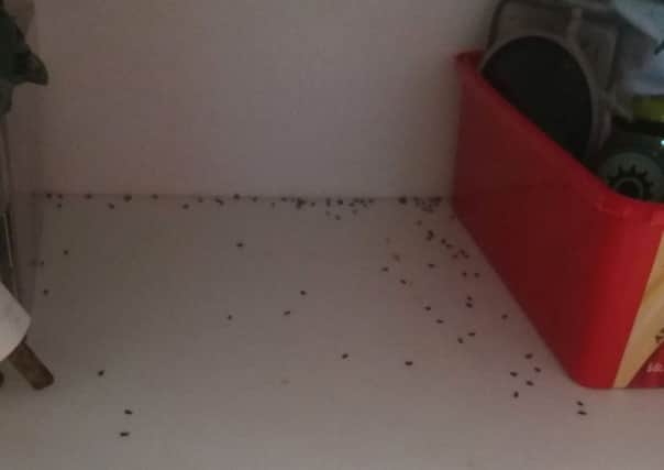 There were hundreds of the tiny insects in Georgina McClure's kitchen cupboards.