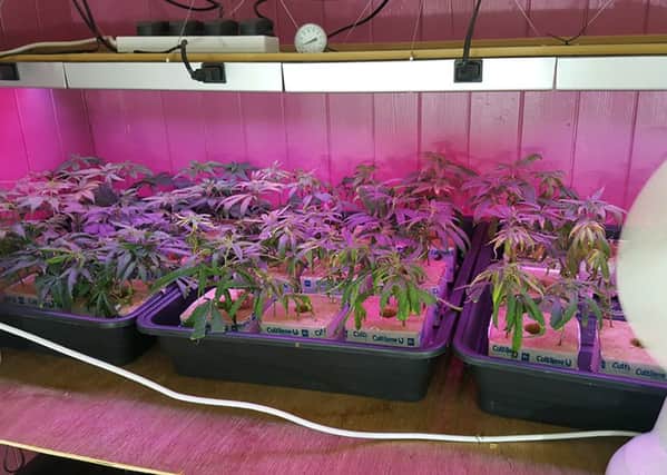 Officers from the District Support Team in Lisburn have uncovered a suspected cannabis factory following the search of a house on the Stoneyford Road, Lisburn.