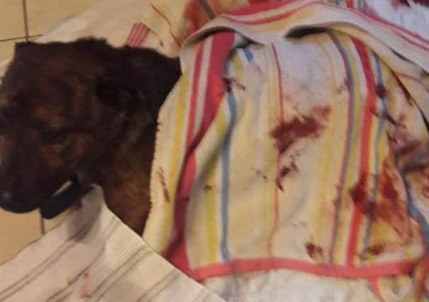Woody mauled by other dogs last week has survived