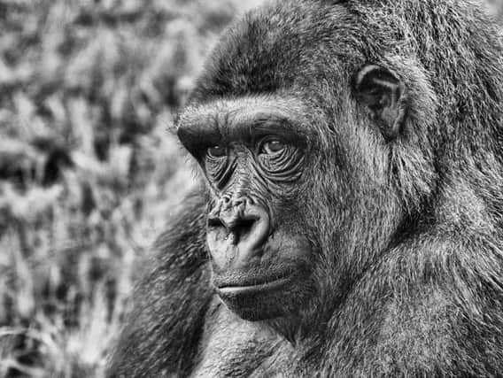 Category C Best black and white picture. 2nd prize - Western lowland gorilla by Fiona Beattie