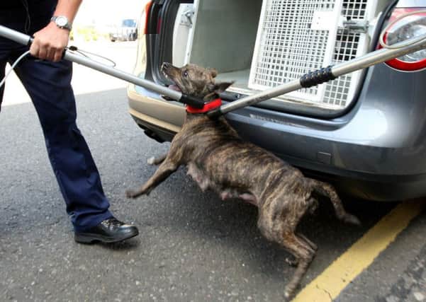 A generic image of a dog being captured by authorities in England