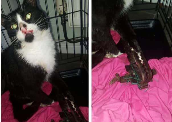 Twinkles the cat was badly injured after being caught in a rusty metal trap. Right: His front left leg was trapped in the barbaric device. Pics posted by The Doghouse Sanctuary